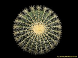 Echinocactus grusonii 919